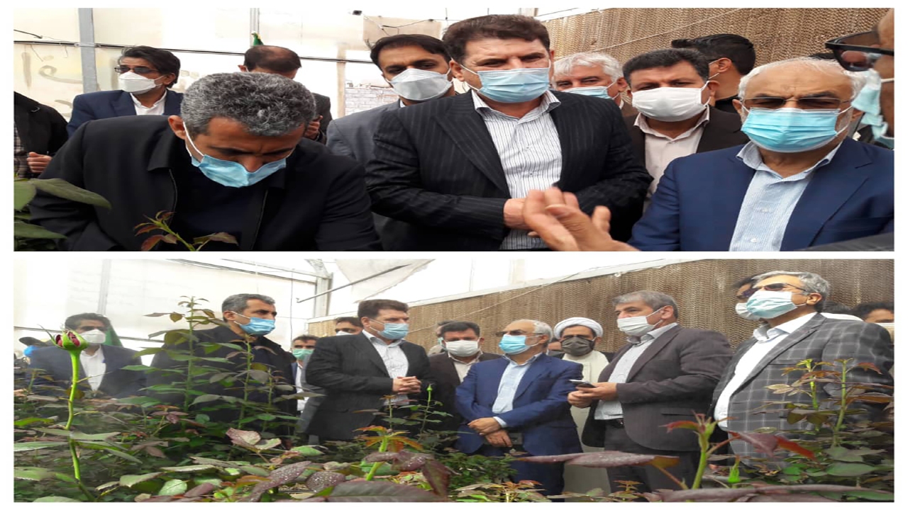 بازدید استاندارکرمان از گلخانه گل رز 