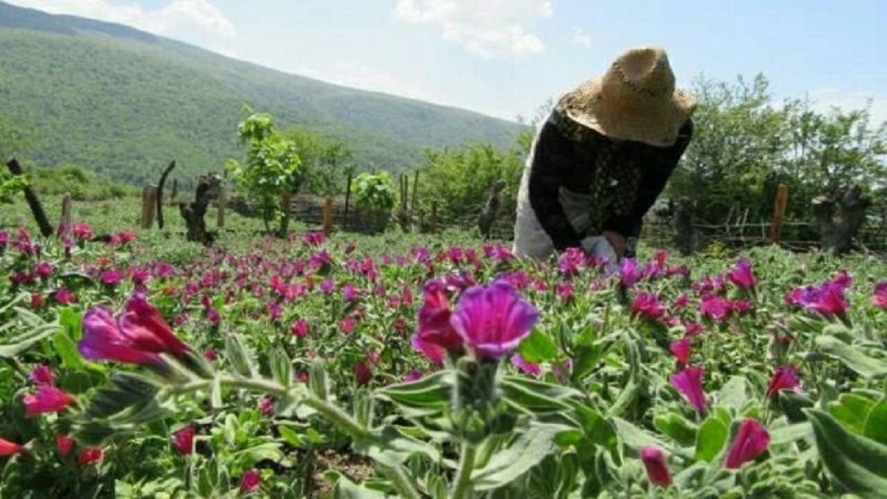 ۱۴۰ هکتار از اراضی کشاورزی خوی به کشت گیاهان دارویی اختصاص دارد