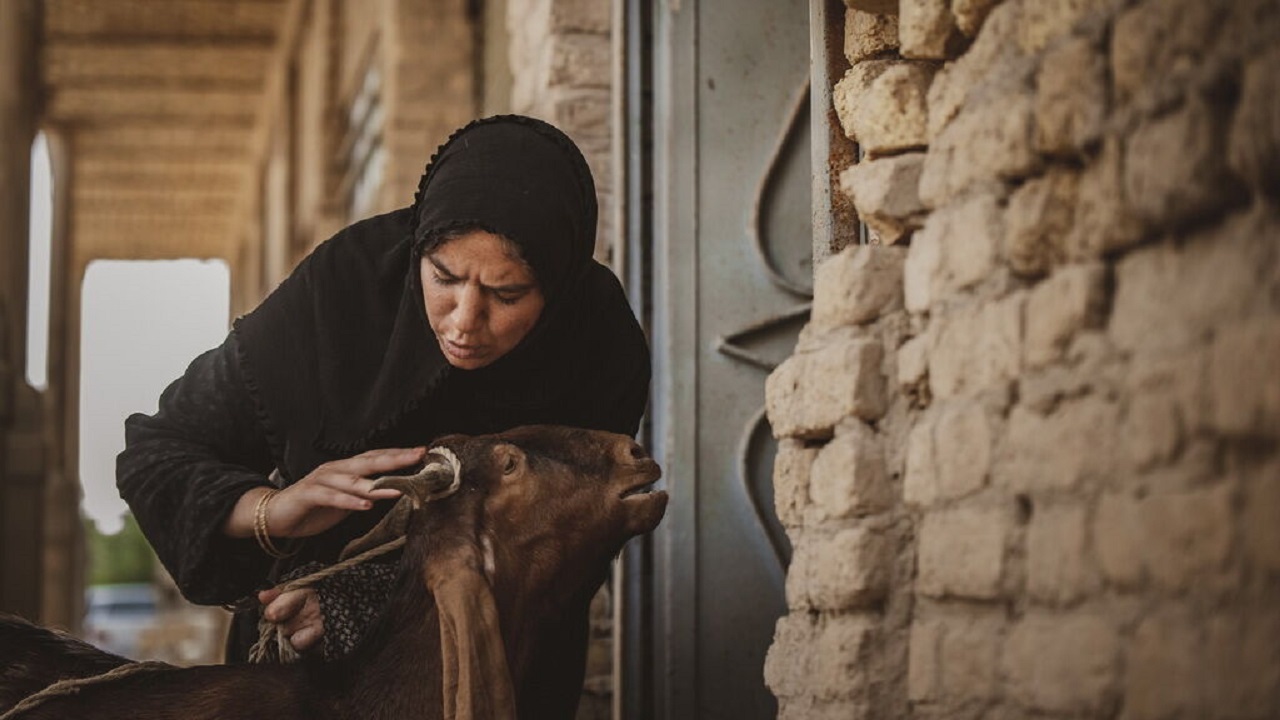 برنده سیمرغ بهترین فیلم فجر ۳۹ اکران عمومی می‌شود