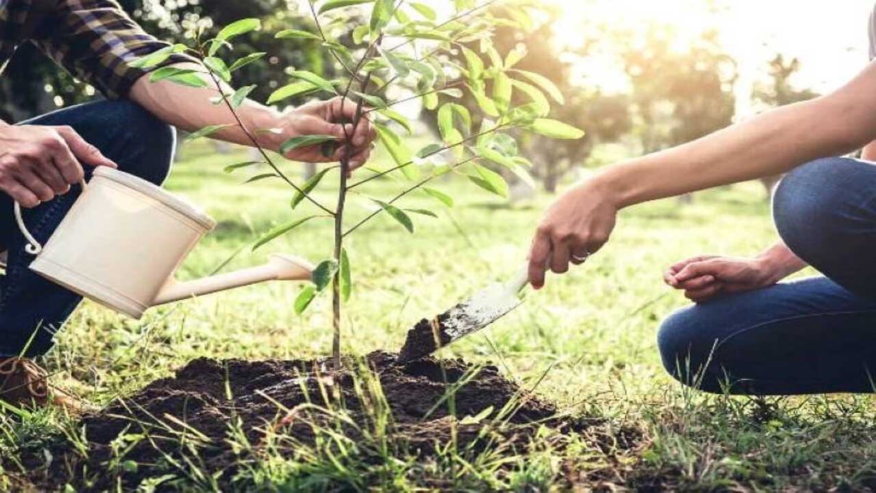 برگزاری ویژه برنامه "هر شهید یک درخت" در منطقه ۸