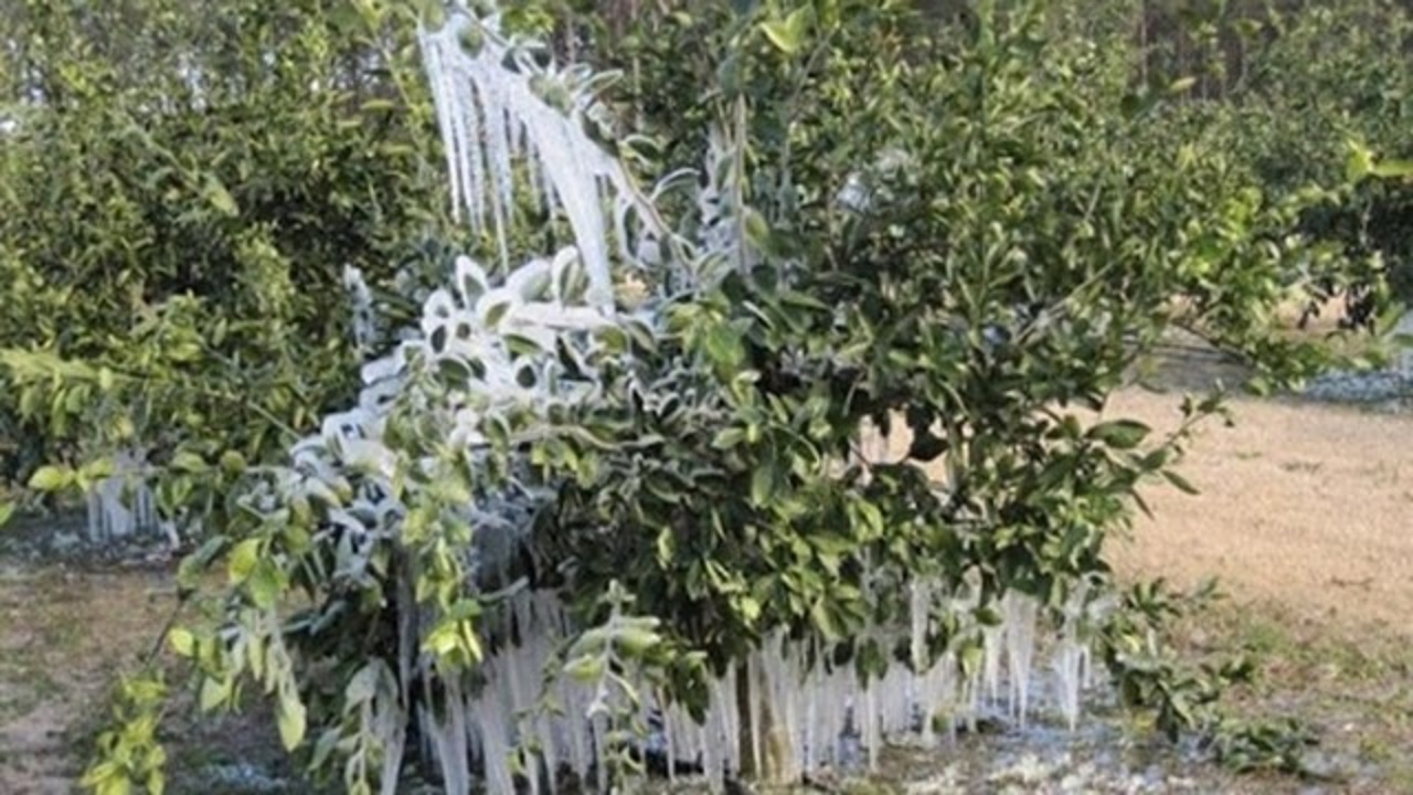 خسارت بیش از ۴۱ میلیارد تومانی به باغات چناران