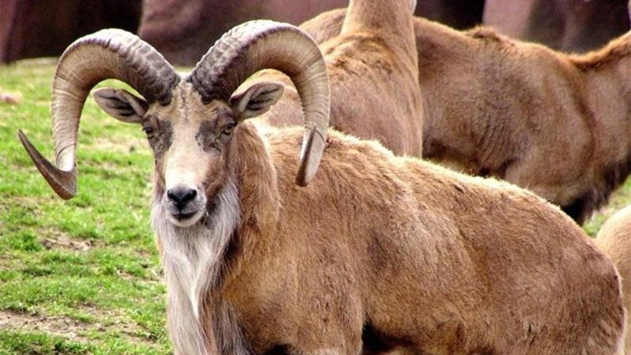 آغاز زایش گوسفند‌های وحشی در کوه ‌هوای لامرد