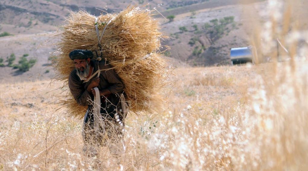 ابراز نگرانی دولت افغانستان از احتمال خشکسالی و کمبود گندم در سال ۱۴۰۰