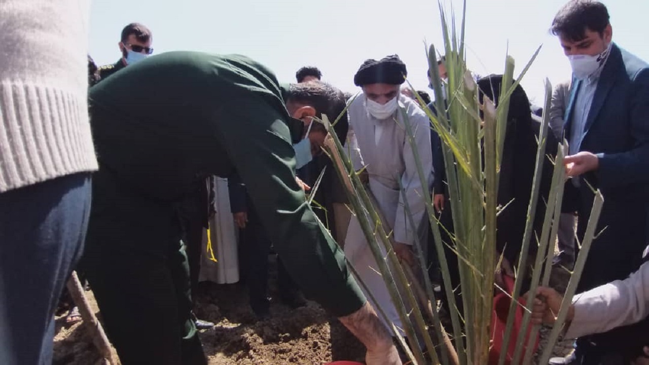 کاشت ۴۵۰۰ نهال مثمر نخل در خرمشهر