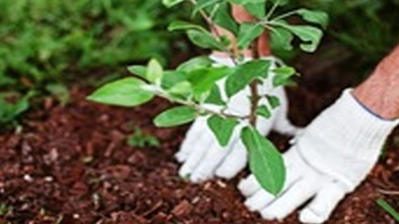 کاشت و توزیع بیش از ۵۰۰۰ اصله نهال رایگان در بناب