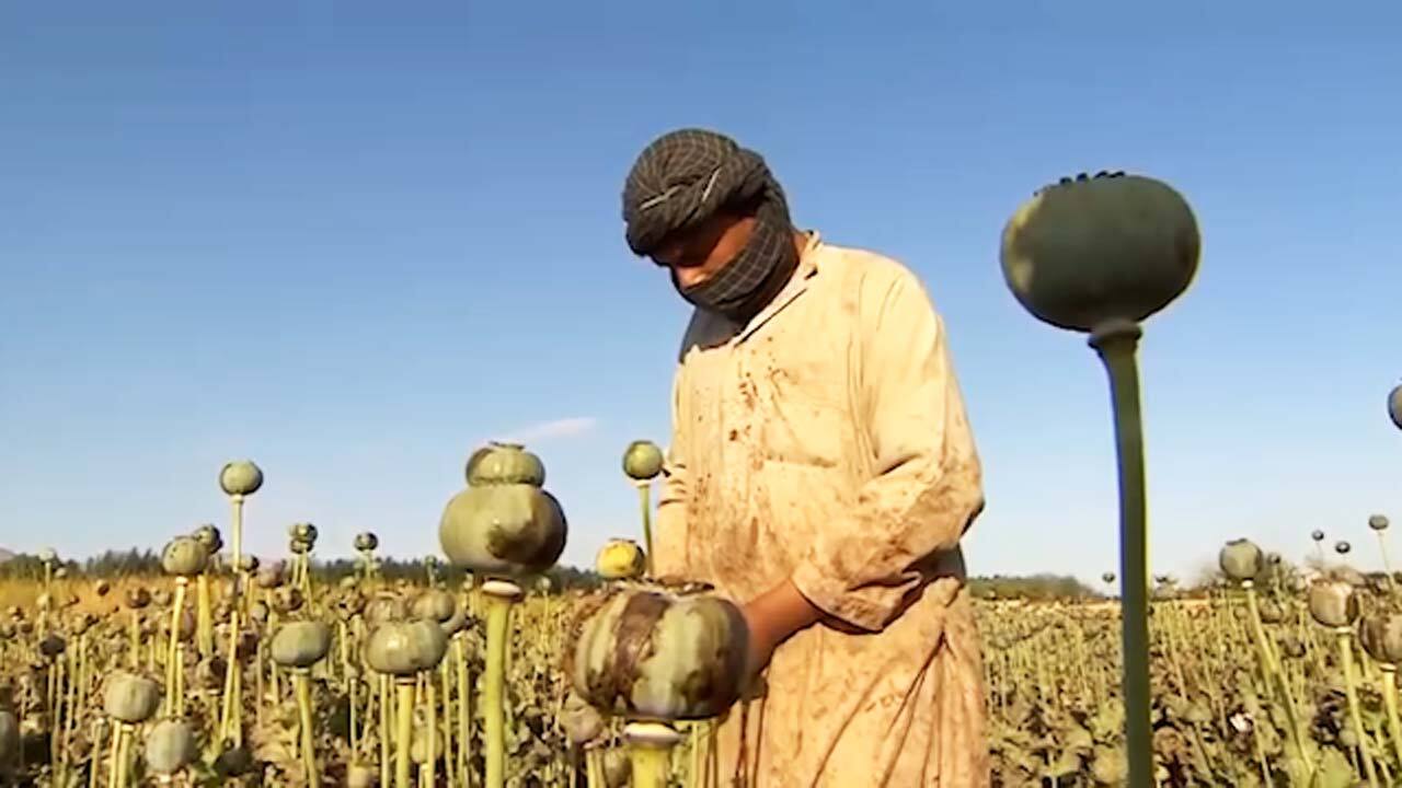 افزایش اعتیاد و تولید مواد مخدر، نتیجه حضور چند ساله آمریکا در افغانستان! + فیلم