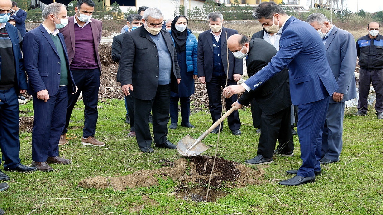 توزیع رایگان نهال صنوبر در غرب مازندران