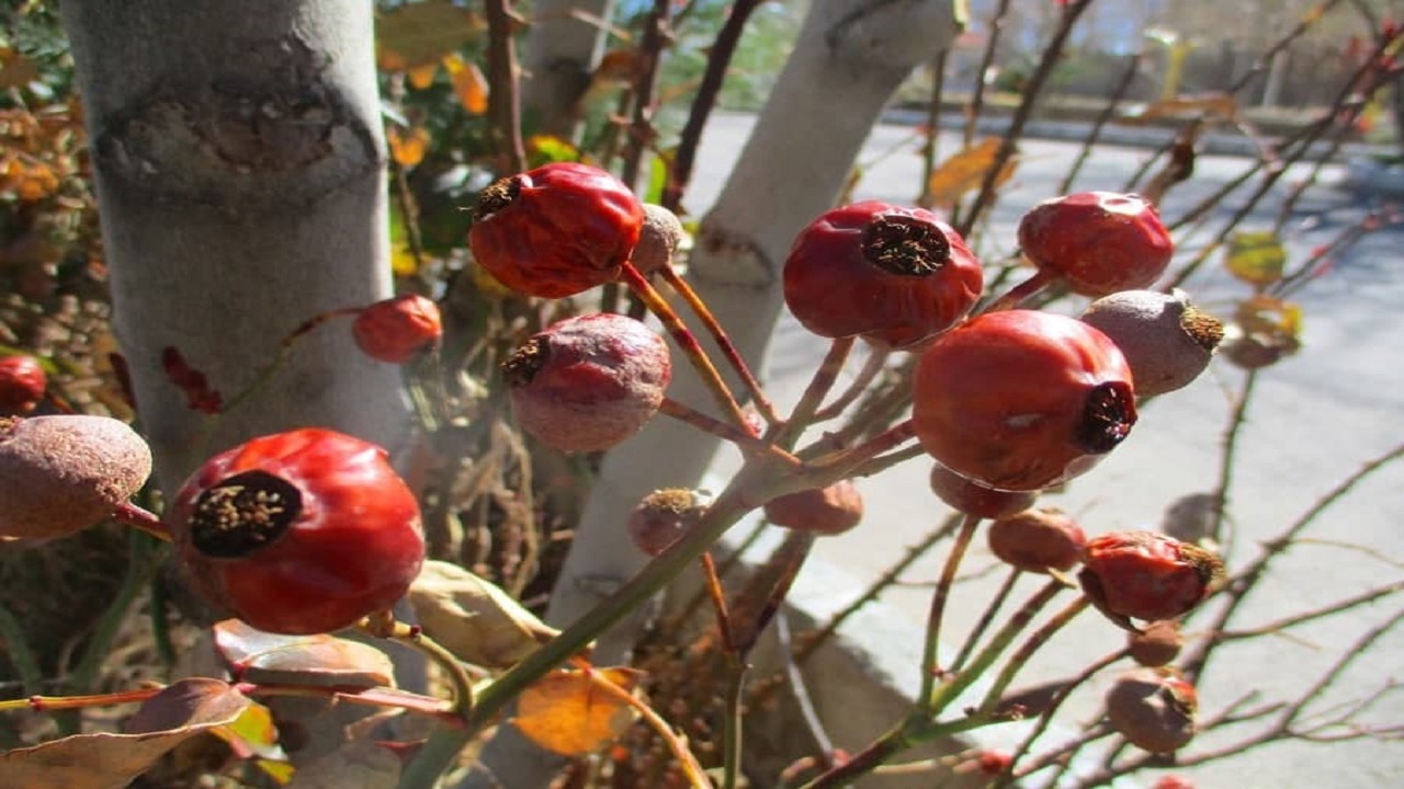 راهکار یک شهروند برای درمان دیابت با استفاده از میوه یک نوع گل! +تصاویر