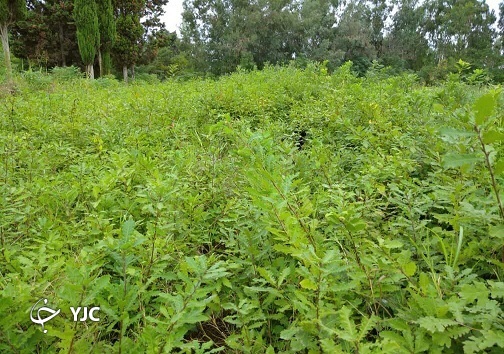 پاسبان گنجهای شمال پاسبان گنجهای شمال