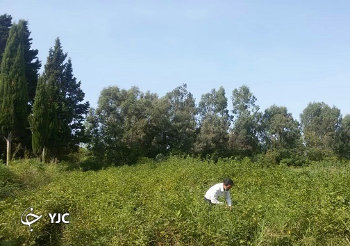 پاسبان گنجهای شمال پاسبان گنجهای شمال
