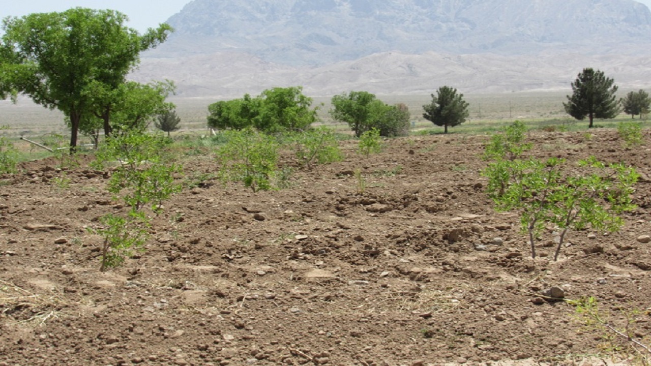 آغاز کاشت درخت در نهالستان عناب در سمنان