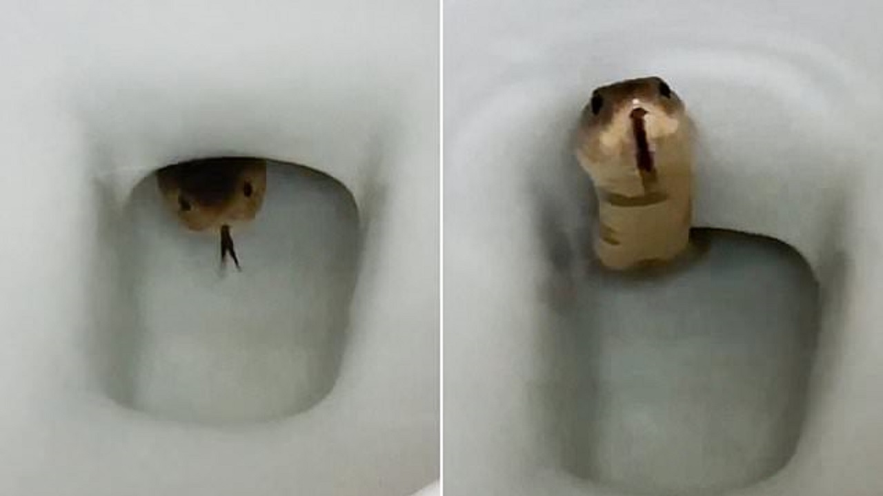 وحشت صاحبخانه با دیدن مار کبرا در توالت فرنگی!