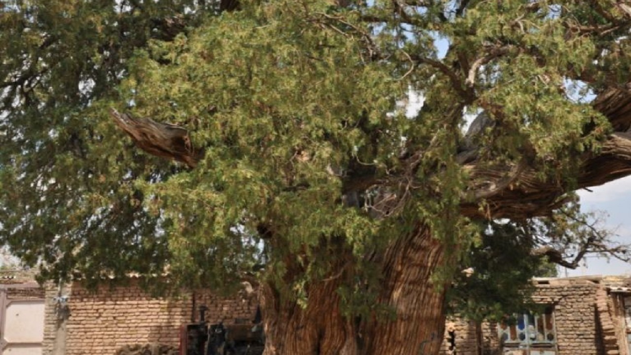 درختی ۹۰۰ ساله در تربت حیدریه به آثار میراث طبیعی پیوست