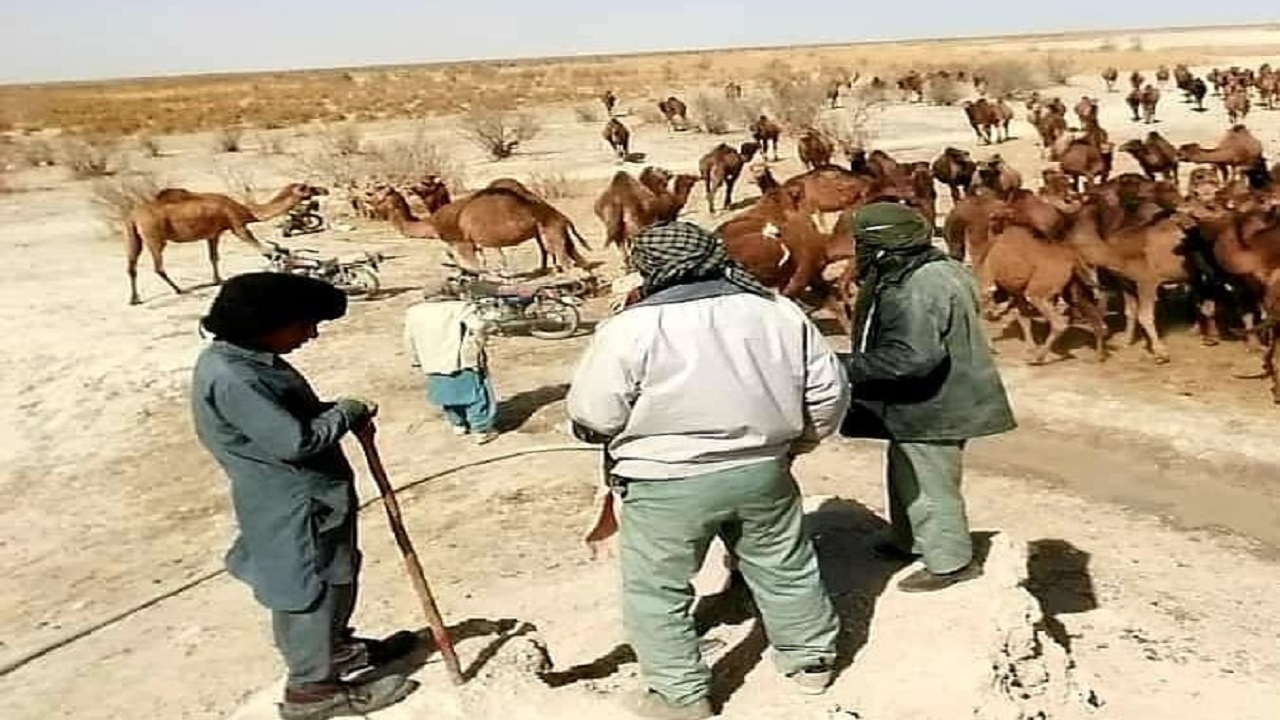‍ خروج ۴۰۰ نفر شتر از تالاب هامون