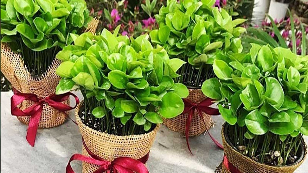 آموزش کاشت انواع سبزه سفره هفت سین با هسته پرتقال و نارنج و لیمو
