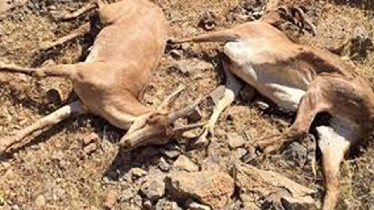 طاعون نشخوار کنندگان کوچک عامل تلفات علفخواران در پارک ملی قطرویه