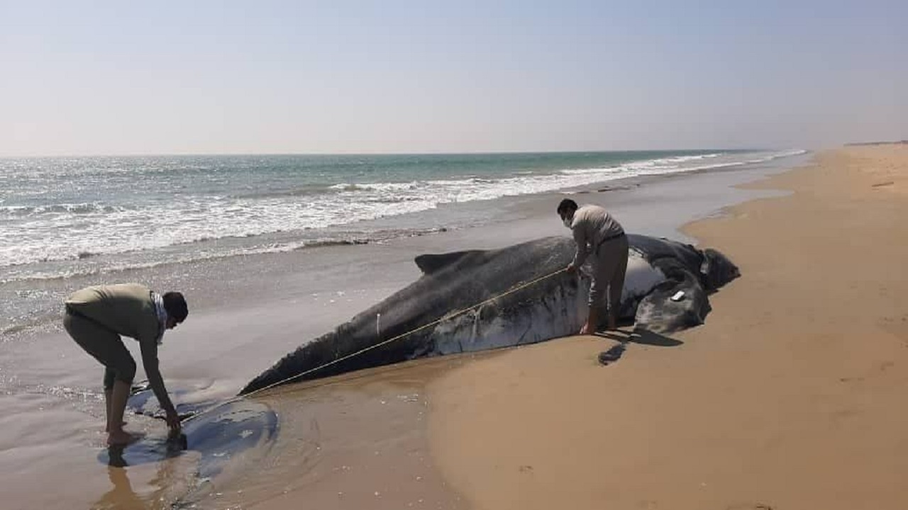 مشاهده لاشه نهنگ گوژپشت در سواحل کنارک