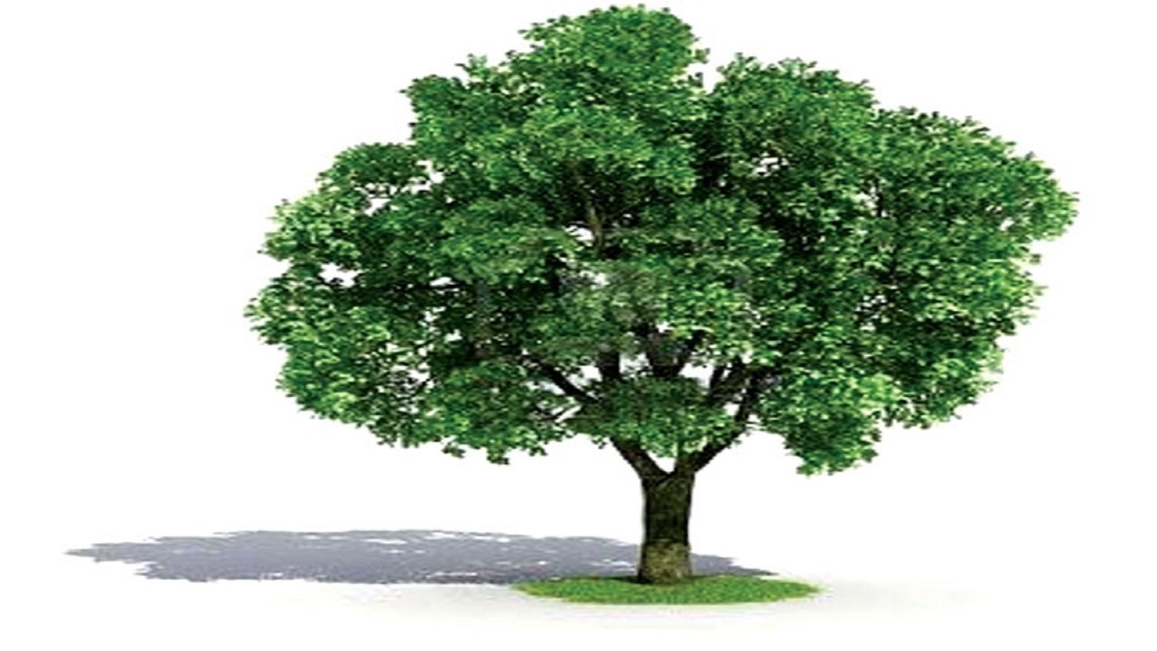 تحویل نهال میوه رایگان در تبریز