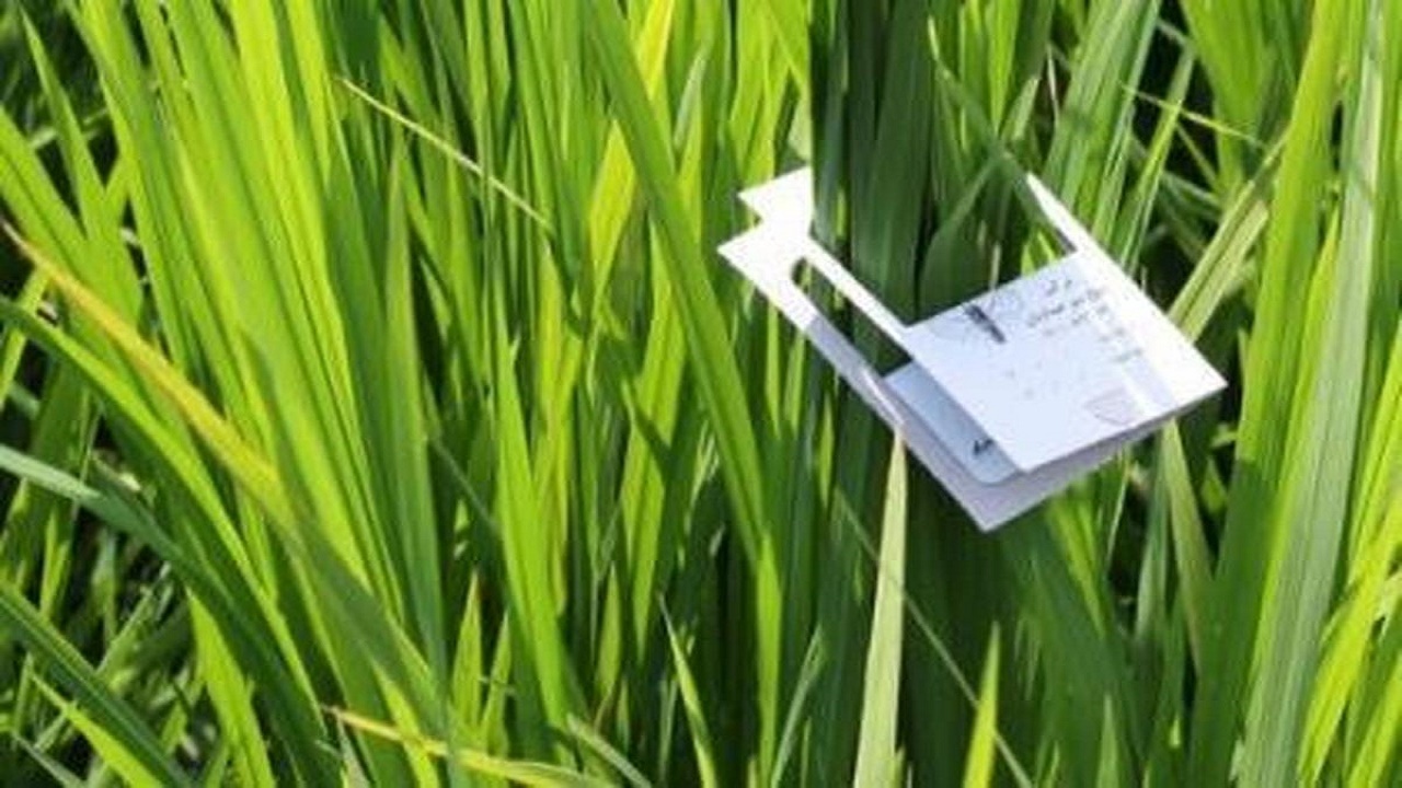 پایش وکنترل غیر شیمیایی آفات در استان کرمان