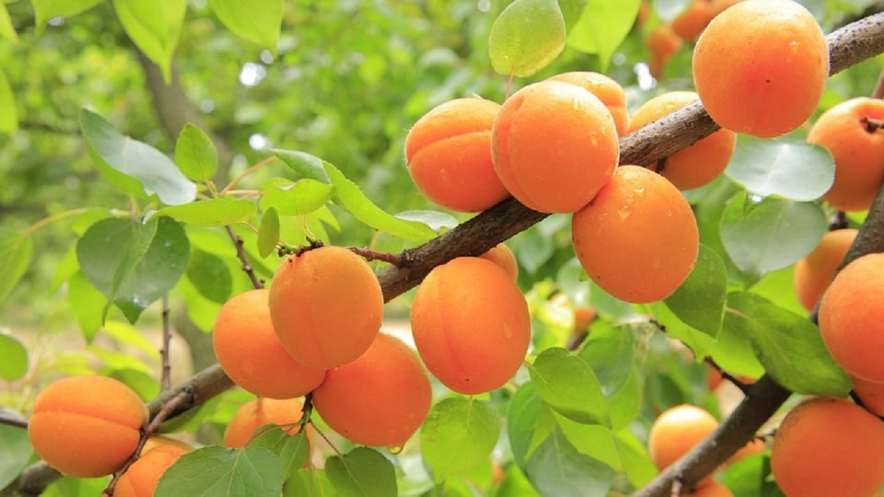 اجرای باغات لاله تبریز برای نخستین بار در قالب باغات میوه
