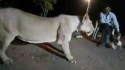 فیلمی عجیب از زنده شدن یک ماهی منجمد!