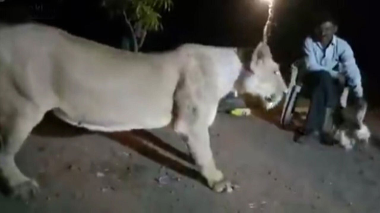 اقدام بی‌رحمانه یک مرد در انداختن مرغ زنده جلوی شیر گرسنه + فیلم