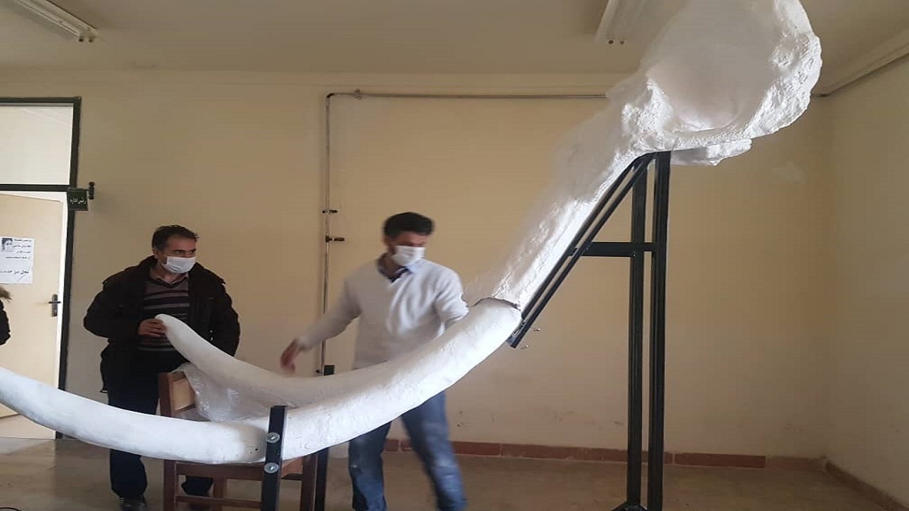 بازسازی و نصب جمجمه فسیل ماموت دو میلیون ساله در اردبیل