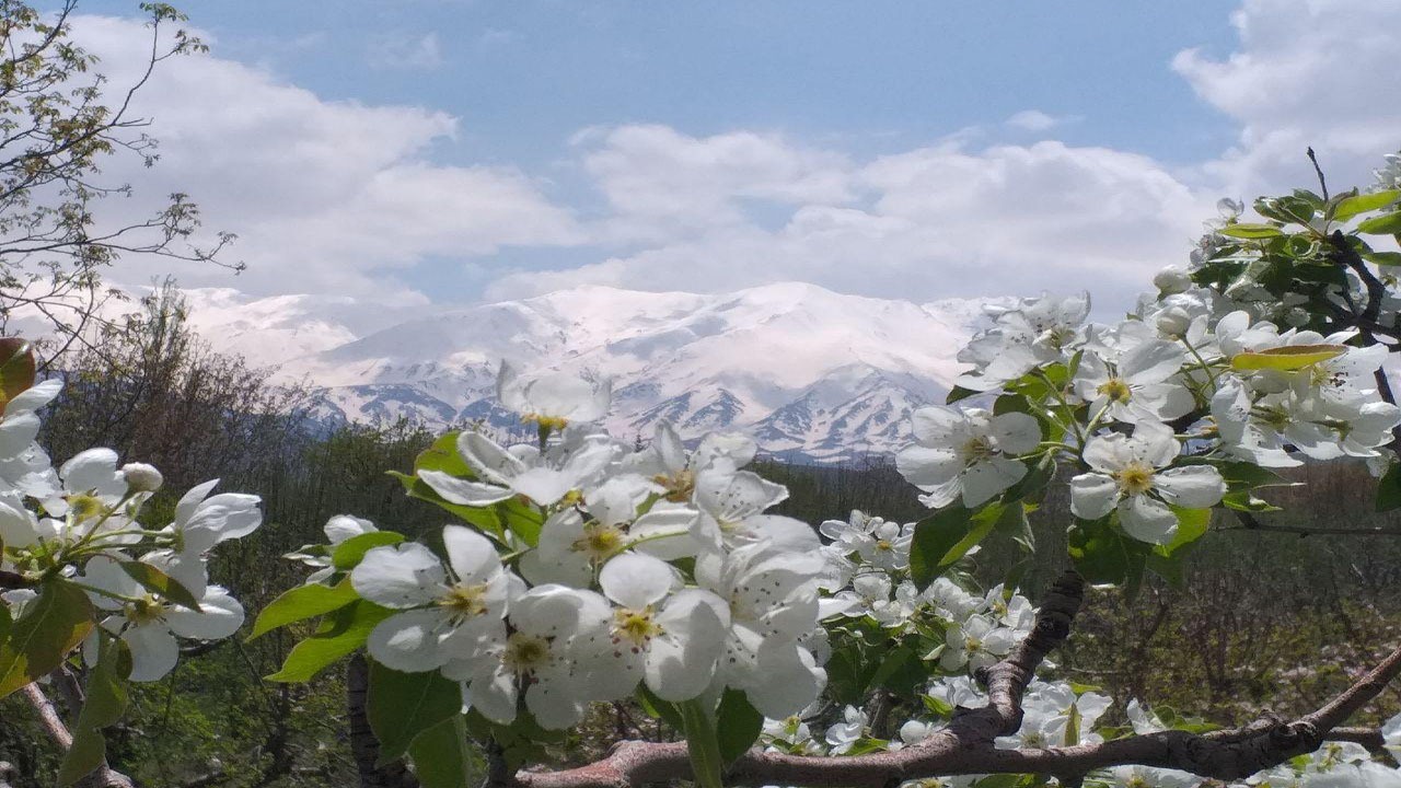 شکوفایی درختان در روستای قِهی + تصویر