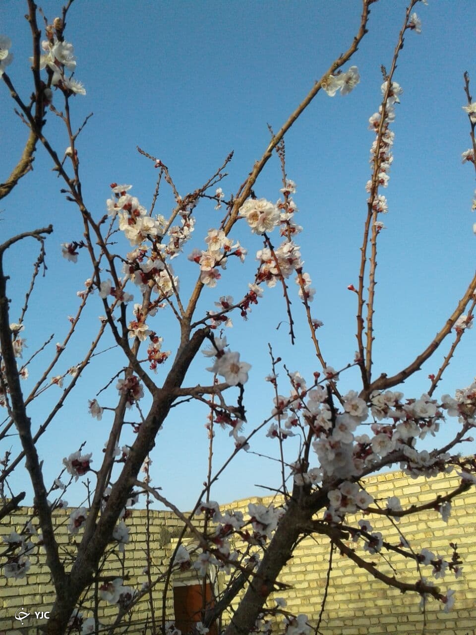شکوفاییدرختان در روستای قِهی + تصویر