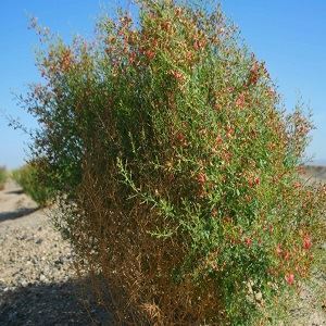 ظرفیتی بکر که پشت ویترین عطاری&zwnj;ها خاک می&zwnj;خورد/سرنوشت لاکچری خارشتر در آن سوی مرز&zwnj;ها