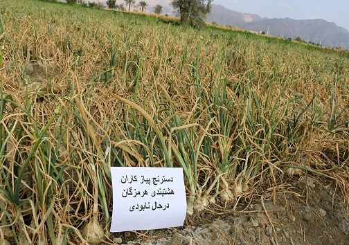 پیاز اشک کشاورزان را درآورد و کمرشان را هم شکست!