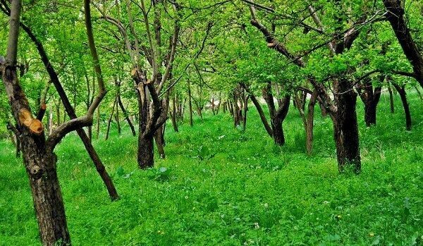 حصار گلستان؛ طبیعتی به یادماندنی