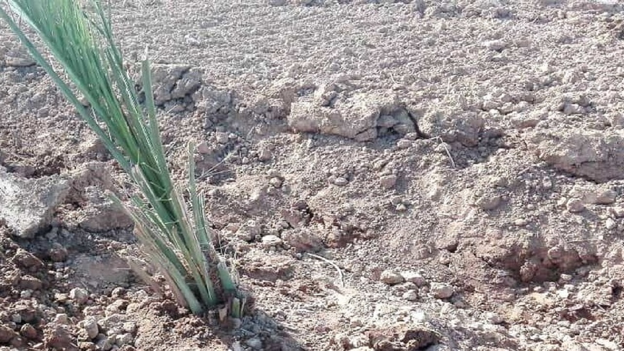 کاشت پاجوش خرما در خرمشهر