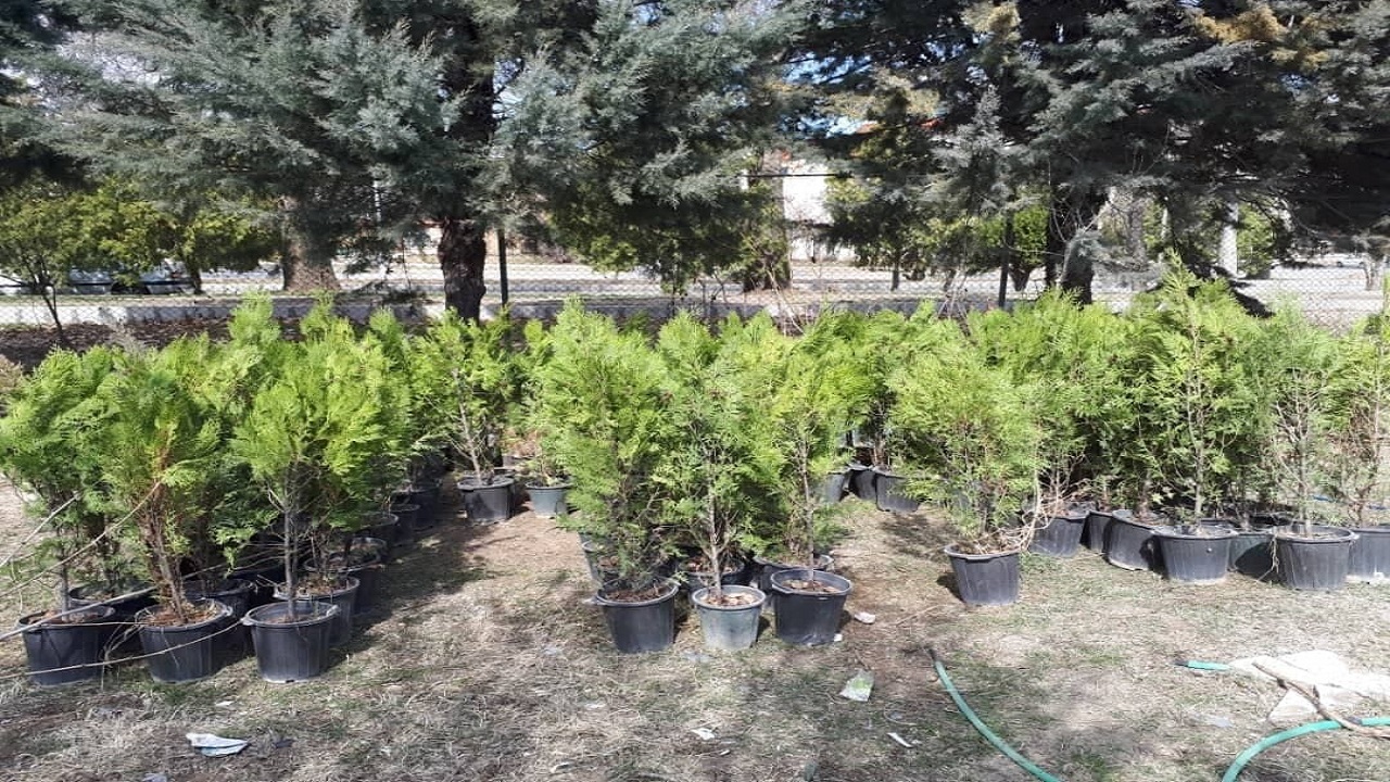 کاشت ۸ هزار بوته گیاه دارویی در دانشگاه ارومیه