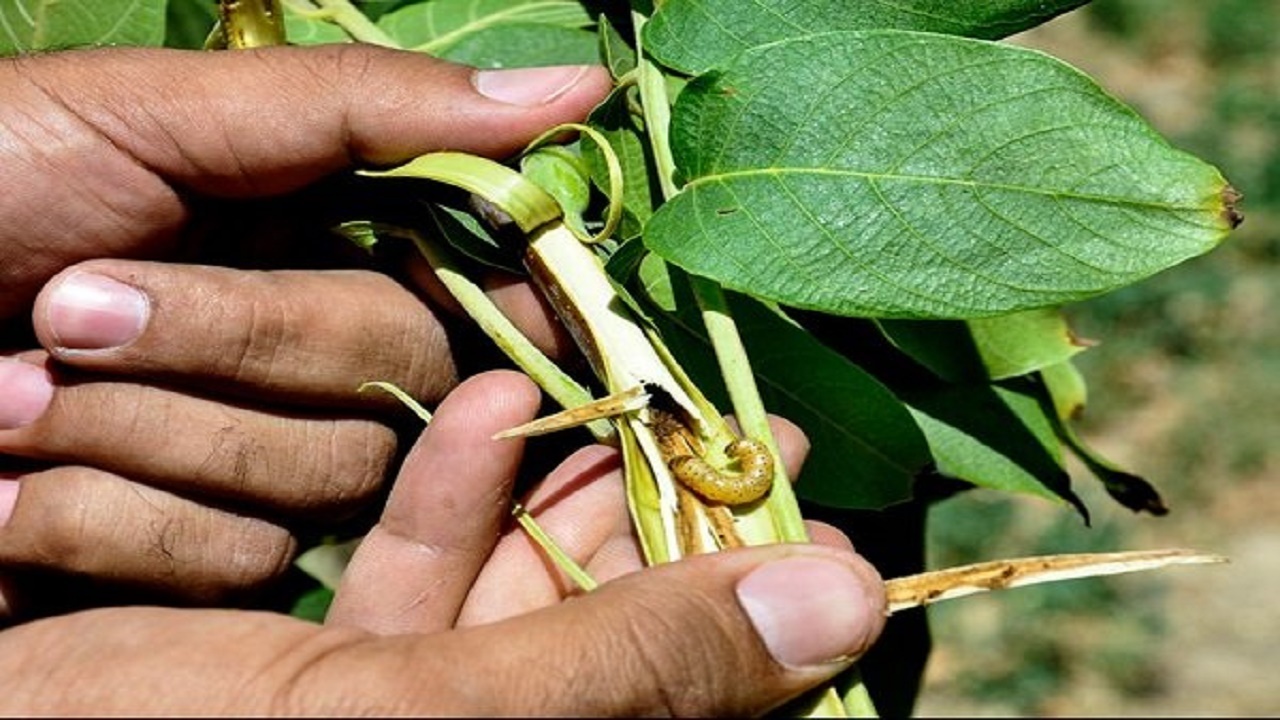 ۱۰ میلیارد تومان برای مقابله با آفات گیاهی در اصفهان نیاز است