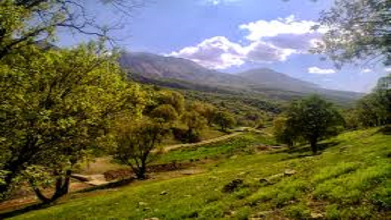جنگل‌های زاگرس حال و روز خوشی ندارند!