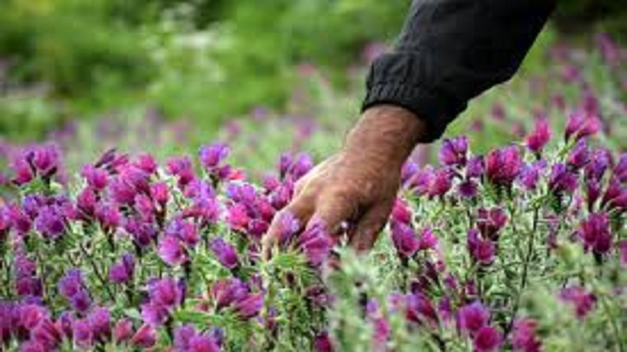 گیاهان دارویی قزوین مستعد صادرات به سایر کشور‌ها