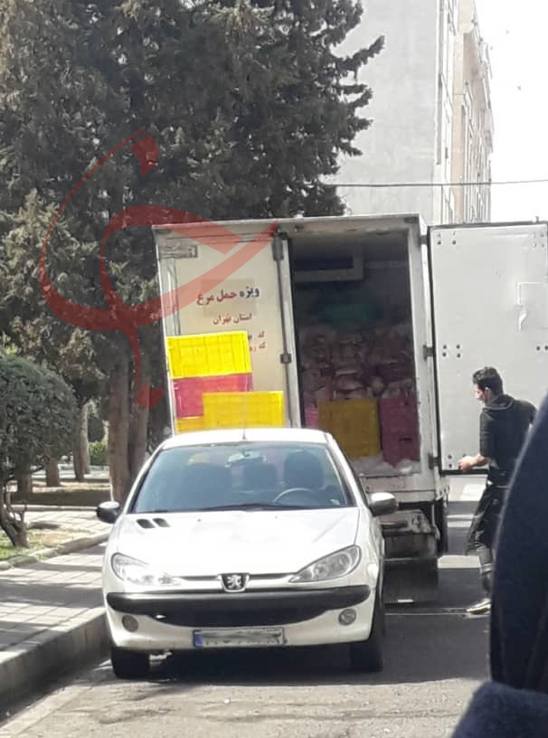 فراموشی وزارت صمت، عامل گرانی مرغ!