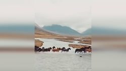 ایده‌ای متفاوت برای رنگ آمیزی تخم مرغ سفره هفت سین + فیلم