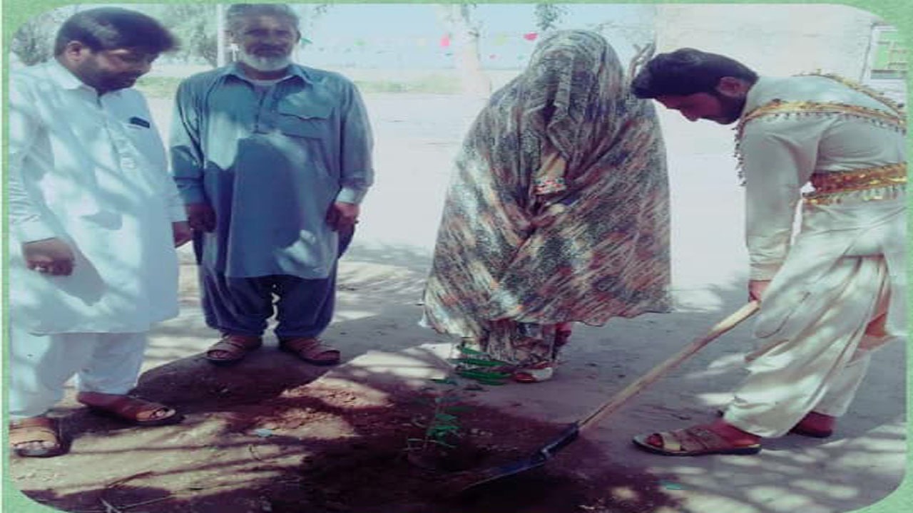 تصویری از عروس و دامادی با لباس محلی در حال کاشت نهال