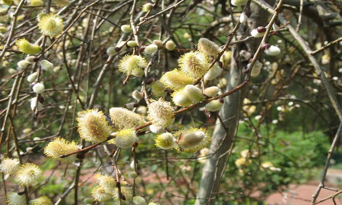 گلهای بیدمشک