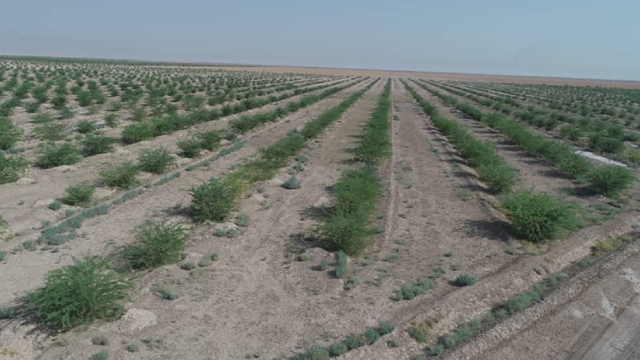 ارتش سبز به صف برای مقابله با لشکر گرد و غبار/ نهال ها دژی مستحکم برای مقابله با ریزگردها