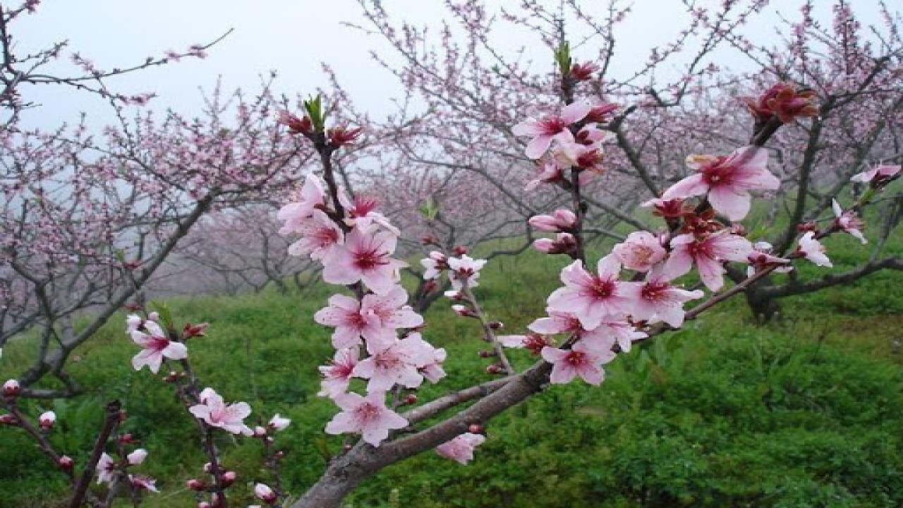 از خودکفایی نهالستان‌ها تا افزایش کمربند سبز خراسان شمالی