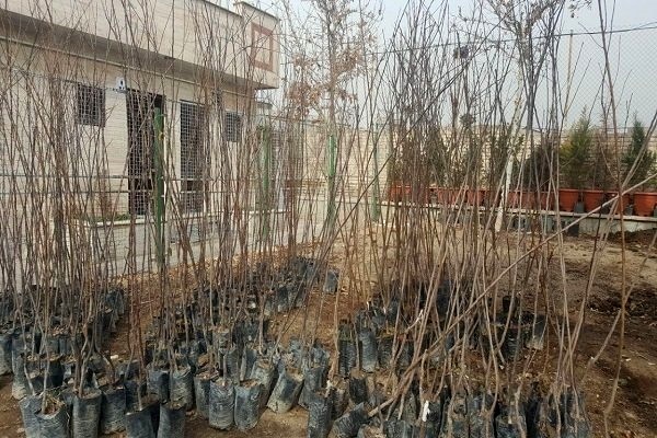 از خودکفایی نهالستان&zwnj;ها تا افزایش کمربند سبز خراسان شمالی