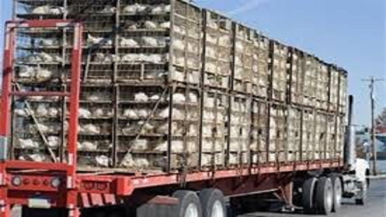 مجوزی برای خروج مرغ از استان صادر نمی‌شود