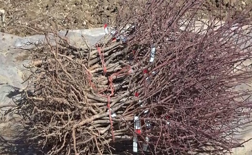 جوانه&zwnj;های اشتغال با بهره برداری از بزرگترین نهالستان منطقه سردسیر کشور
