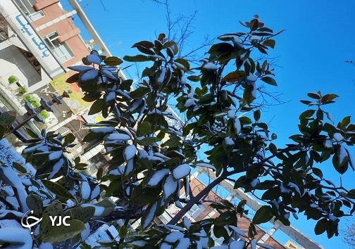 جدال زمین برفی با مهر آفتاب +تصاویر