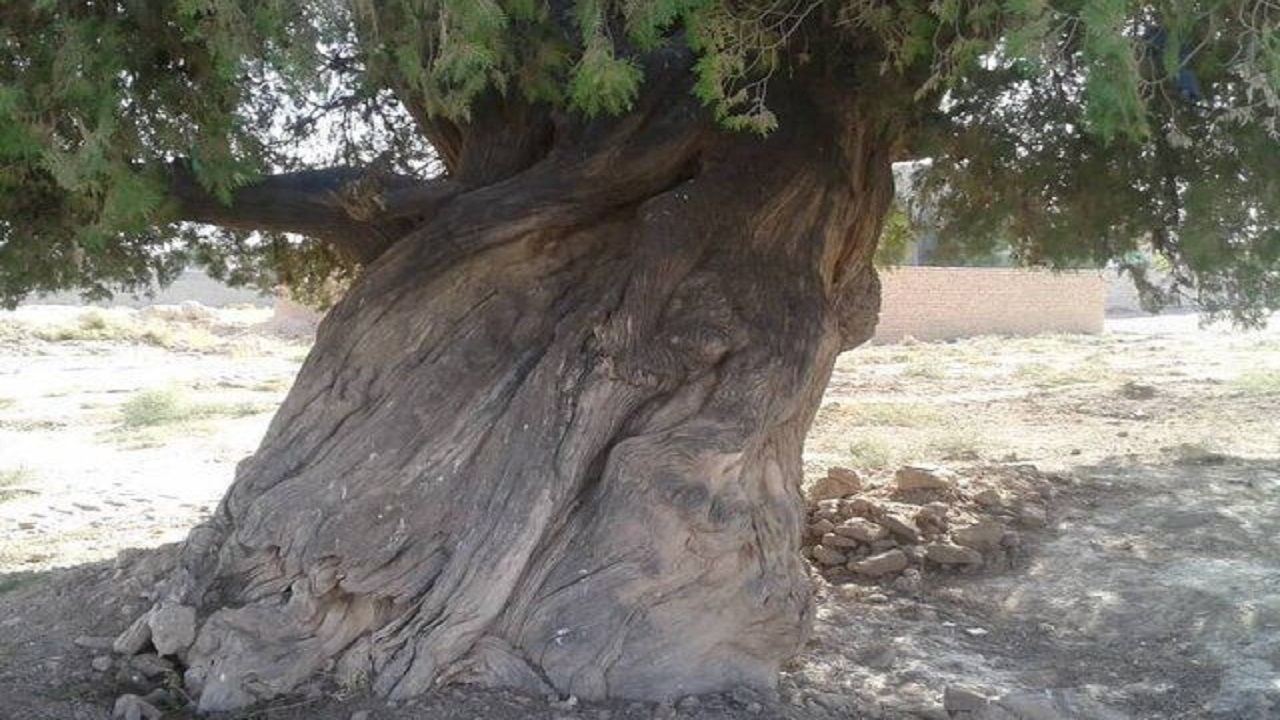 سرو هزار ساله مشهد به میراث طبیعی کشور پیوست