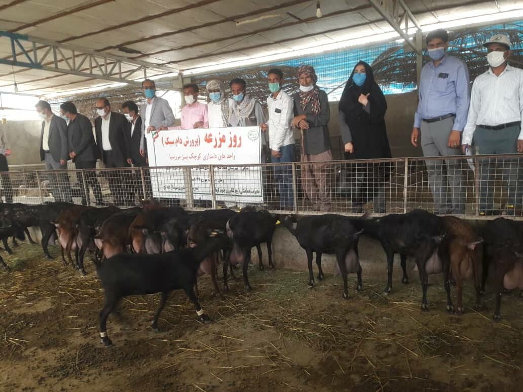 روز مزرعه پرورش دام سبک در قلعه گنج