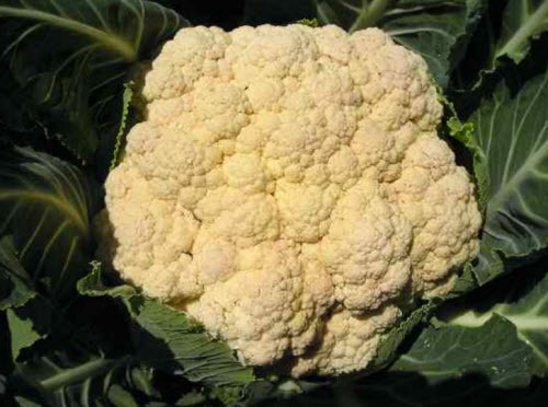 ۱۰ اصطلاح خوشمزه پزشکی + تصاویر